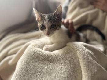 Rescue Domestic Short Hair Cats for Adoption in Gradyville, Kentucky - Benjamin Button | PetCurious