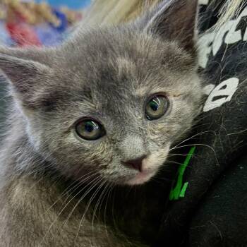 Showgirl -  Domestic Short Hair Cat Available for Adoption in Akron, Ohio - Showgirl | PetCurious