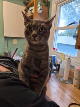 Ridic -  Domestic Short Hair Cat for Adoption in Anderson, Indiana - Ridic | PetCurious