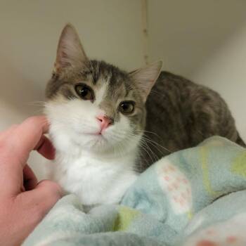 Domestic Short Hair Cats Available for Adoption in Columbia, Missouri - Amelia Pond | PetCurious