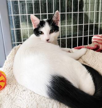 Oreo -  Domestic Short Hair Cat for Adoption in Lodi, California - Oreo | PetCurious