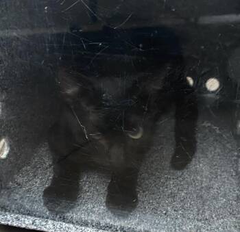 CALLAN -  Domestic Short Hair Cat for Adoption in Dallas, Texas - CALLAN | PetCurious