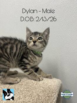 Domestic Short Hair Cats Available for Adoption in Muskego, Wisconsin - Dylan - Playful And Affectionate Kitten | PetCurious