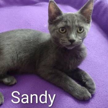 Sandy -  Russian Blue Cat for Adoption in Wyandotte, Michigan - Sandy | PetCurious