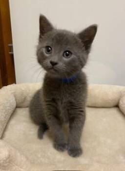 Domestic Short Hair Cats Available for Adoption in Southern Pines, North Carolina - Anson | PetCurious