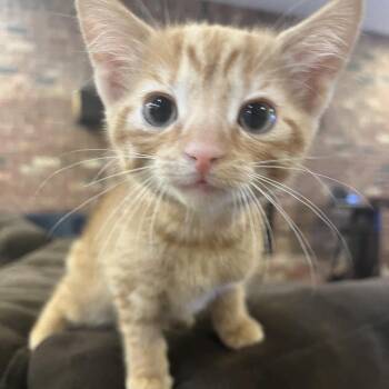 Nacho -  Domestic Short Hair Cat for Adoption in La Grange, Kentucky - Nacho | PetCurious