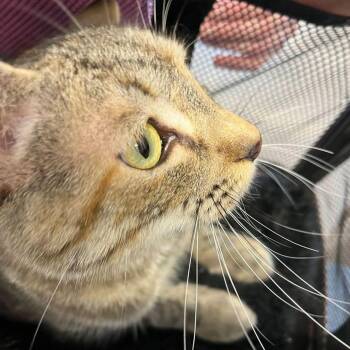 Pharoah -  Domestic Short Hair Cat for Adoption in Kingman, Arizona - Pharoah | PetCurious