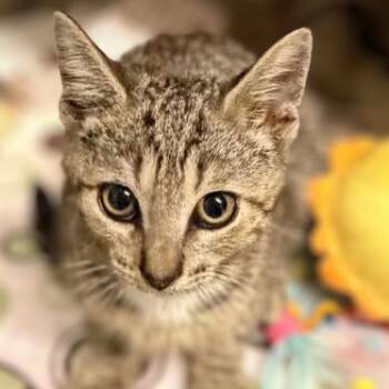 Crush -  Domestic Short Hair Cat for Adoption in Concord, North Carolina - Crush | PetCurious