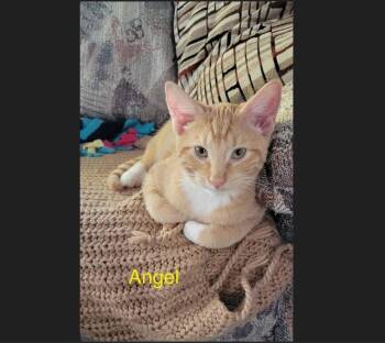 Rescue Domestic Short Hair Cats for Adoption in Menasha, Wisconsin - Angel | PetCurious