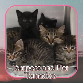 Lightning Tornado 3 -  Domestic Medium Hair Cat for Adoption in Wheeling, Illinois - Lightning Tornado 3 | PetCurious