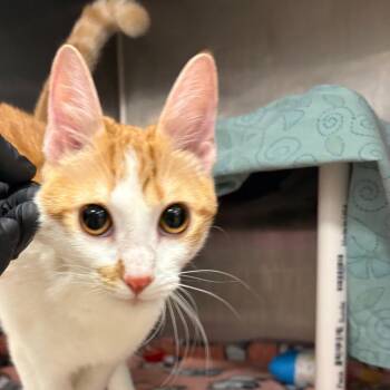 Cupcake -  Domestic Short Hair Cat for Adoption in West Palm Beach, Florida - Cupcake | PetCurious