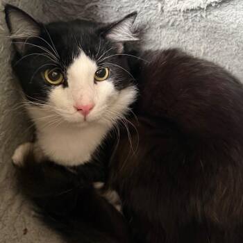 Jake -  Domestic Short Hair Cat Available for Adoption in Sarasota, Florida - Jake | PetCurious