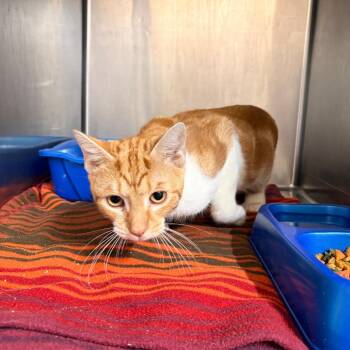 Squirrel -  Domestic Short Hair Cat for Adoption in Franklin, North Carolina - Squirrel | PetCurious