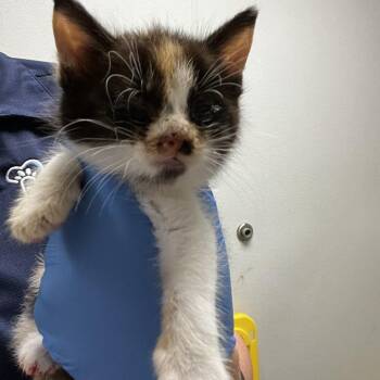 71962 -  Domestic Short Hair Cat for Adoption in Harrisonburg, Virginia - 71962 | PetCurious