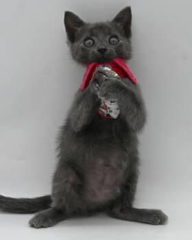 Mouse -  Russian Blue Cat for Adoption in Mobile, Alabama - Mouse | PetCurious