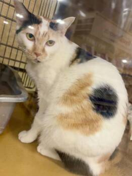 Domestic Short Hair Cats Available for Adoption in Rowlett, Texas - Annie | PetCurious