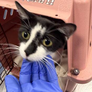 Salad -  Domestic Short Hair Cat for Adoption in Greensboro, North Carolina - Salad | PetCurious