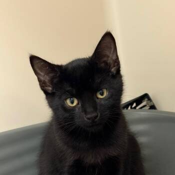 Fleetwood -  Domestic Short Hair Cat for Adoption in Watertown, New York - Fleetwood | PetCurious