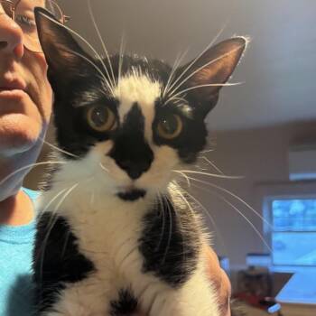 Elizabeth Sanford -  Domestic Short Hair Cat for Adoption in Woodbury, New Jersey - Elizabeth Sanford | PetCurious