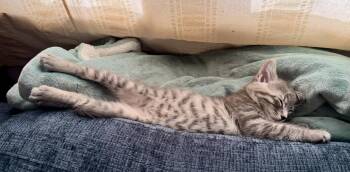 dorain -  Tabby and Domestic Short Hair Cat for Adoption in San Jose, California - Dorain | PetCurious