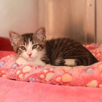 Rescue Domestic Short Hair Cats for Adoption in Los Angeles, California - Rosemary | PetCurious