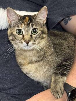Rescue Domestic Short Hair Cats for Adoption in Sioux Falls, South Dakota - Sweet Pea | PetCurious