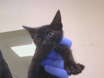 A924139 -  Domestic Medium Hair Cat for Adoption in Sacramento, California - A924139 | PetCurious