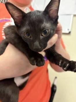 Koala -  Domestic Short Hair Cat for Adoption in West Chester, Pennsylvania - Koala | PetCurious