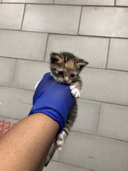 Domestic Short Hair Cats Available for Adoption in Dallas, Texas - PAPRIKA | PetCurious