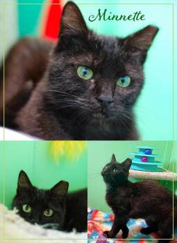Minnette -  Domestic Short Hair Cat Available for Adoption in Flint Hill, Virginia - Minnette | PetCurious