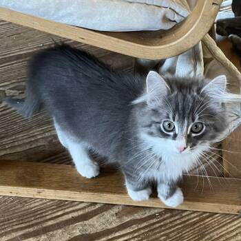 Dolores "DeDe" -  Domestic Medium Hair Cat for Adoption in Springfield, Oregon - Dolores "DeDe" | PetCurious