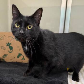 Domestic Short Hair Cats Available for Adoption in Saint Charles, Missouri - Bragi | PetCurious