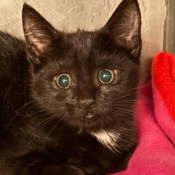Oriole -  Domestic Short Hair Cat for Adoption in Troy, Virginia - Oriole | PetCurious