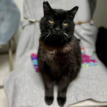 Juice -  Domestic Short Hair Cat for Adoption in Bountiful, Utah - Juice | PetCurious