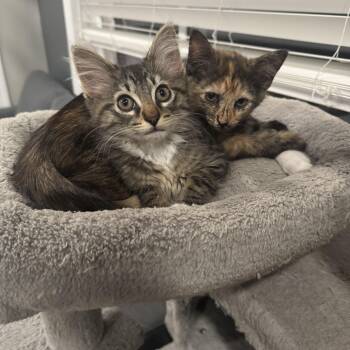 Rescue American Shorthair Cats for Adoption in Manchester, Connecticut - Waffle & Toast | PetCurious