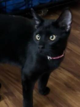 Domestic Short Hair Cats Available for Adoption in St. Peters, Missouri - Sausage | PetCurious