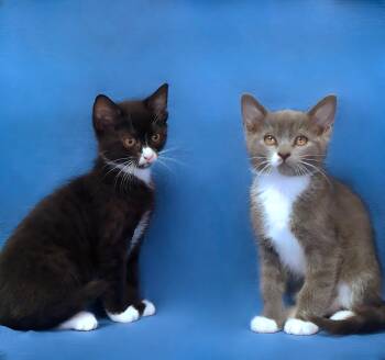 Domestic Short Hair Cats Available for Adoption in Pasadena, California - YOGI | PetCurious