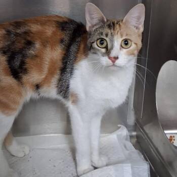 Domestic Short Hair Cats Available for Adoption - Patches | PetCurious