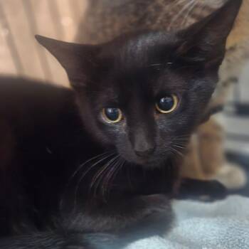 Mornay -  Domestic Short Hair Cat for Adoption in Salisbury, Massachusetts - Mornay | PetCurious