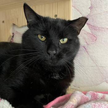 Robby -  Domestic Short Hair Cat for Adoption in New York, New York - Robby | PetCurious