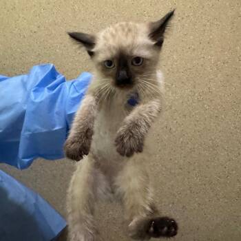 Little brown bat -  Siamese Cat for Adoption in Pekin, Illinois - Little Brown Bat | PetCurious