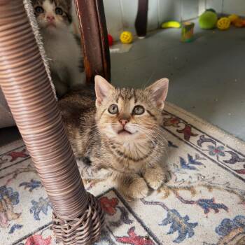 Pompeii -  Domestic Long Hair Cat for Adoption in Ferndale, Michigan - Pompeii | PetCurious