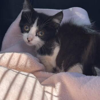 AHNJ-Stray-120787_2 -  Domestic Short Hair Cat for Adoption in Newark, New Jersey - AHNJ-Stray-120787_2 | PetCurious