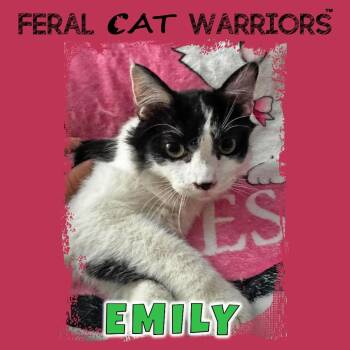 Domestic Short Hair Cats Available for Adoption in Kingman, Arizona - Emily | PetCurious