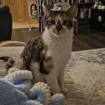 Domestic Short Hair Cats Available for Adoption in Columbia, Missouri - Almond Joy | PetCurious