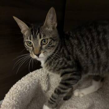 Kika -  Domestic Short Hair Cat for Adoption in Buffalo, New York - Kika | PetCurious