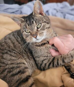 Willow -  Tabby Cat for Adoption in Hockessin, Delaware - Willow | PetCurious