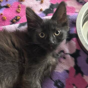 Frankie Angel -  Domestic Short Hair Cat for Adoption in Waterloo, Iowa - Frankie Angel | PetCurious