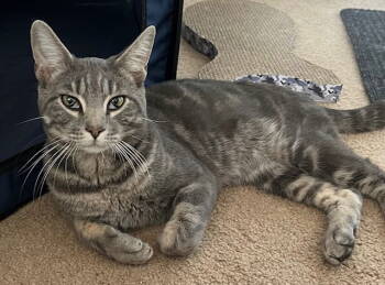 Rescue Domestic Short Hair Cats for Adoption in Breinigsville, Pennsylvania - Baby* | PetCurious