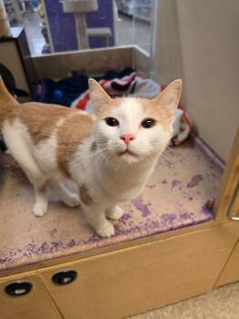 Rescue Domestic Short Hair Cats for Adoption in Warwick, Rhode Island - Ralphie | PetCurious